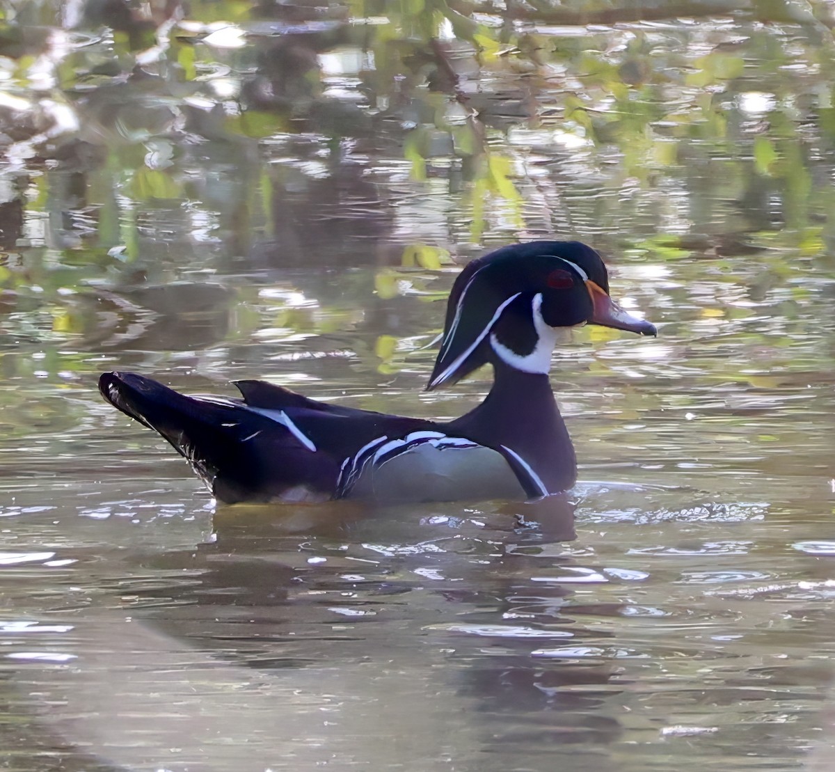 Wood Duck - Lori White