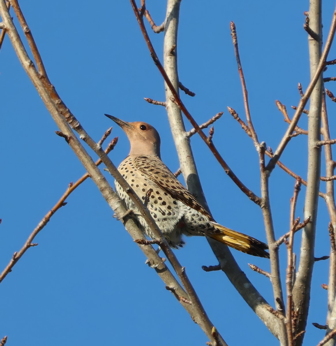 Northern Flicker - ML616002519