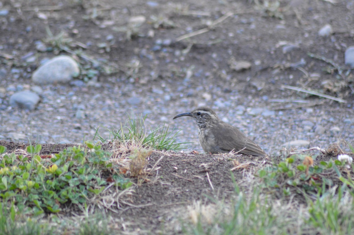 Patagonian Forest Earthcreeper - ML616002522