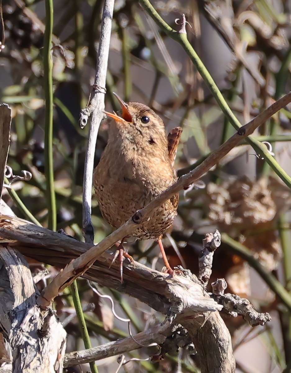 Winter Wren - Lori White