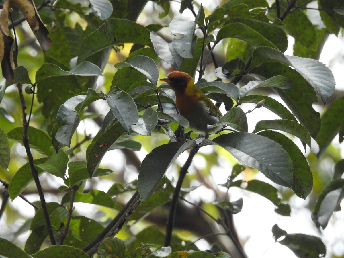 Rufous-headed Tanager - ML616002543