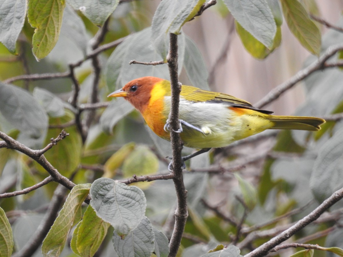 Rufous-headed Tanager - ML616002544