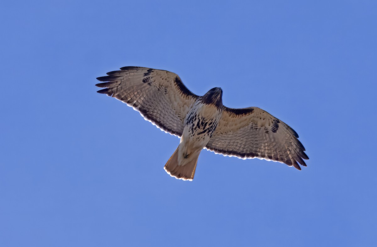 Red-tailed Hawk - ML616002551