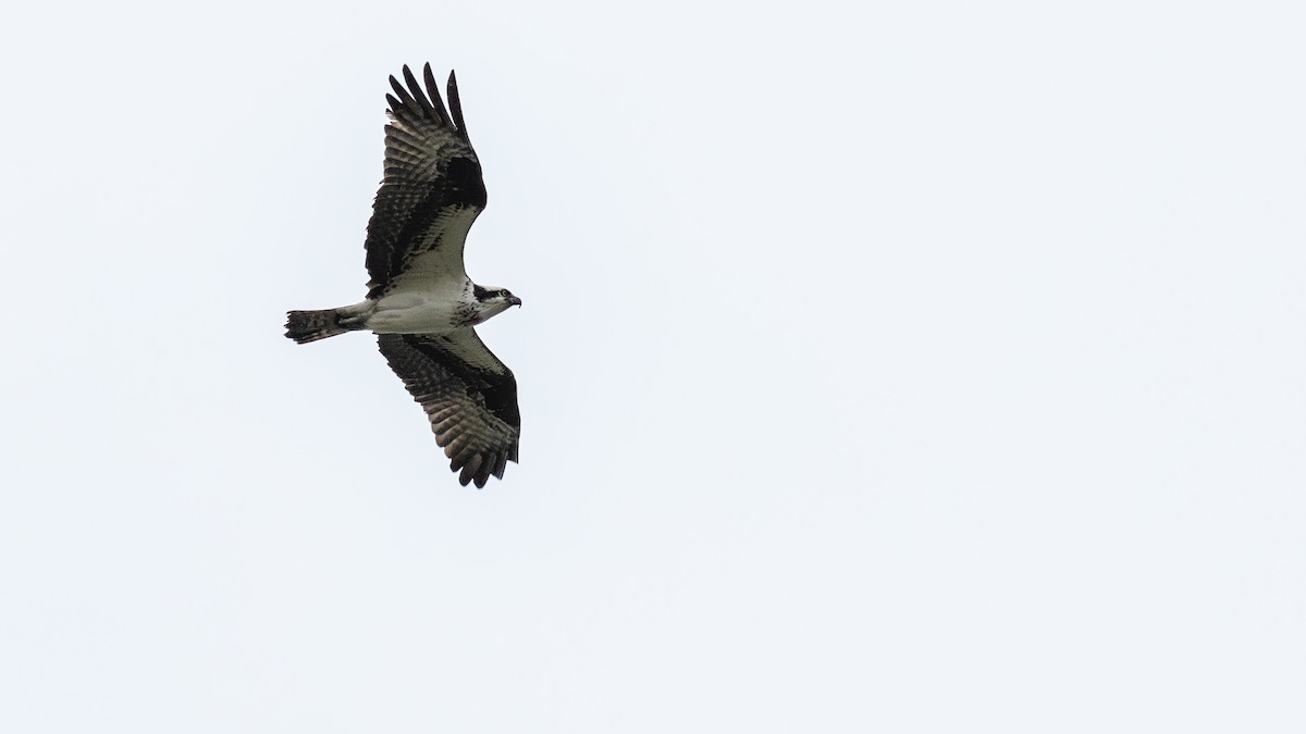 Osprey - Todd Kiraly