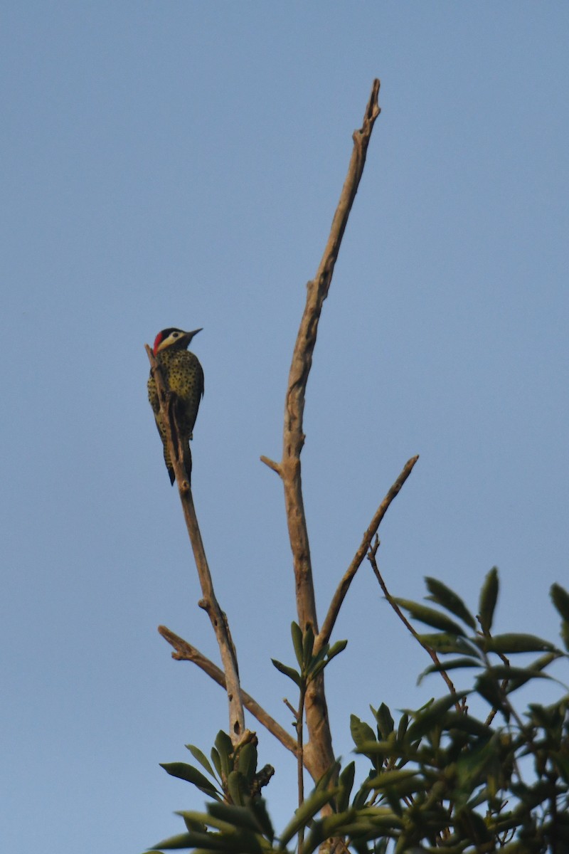 Green-barred Woodpecker - ML616002563