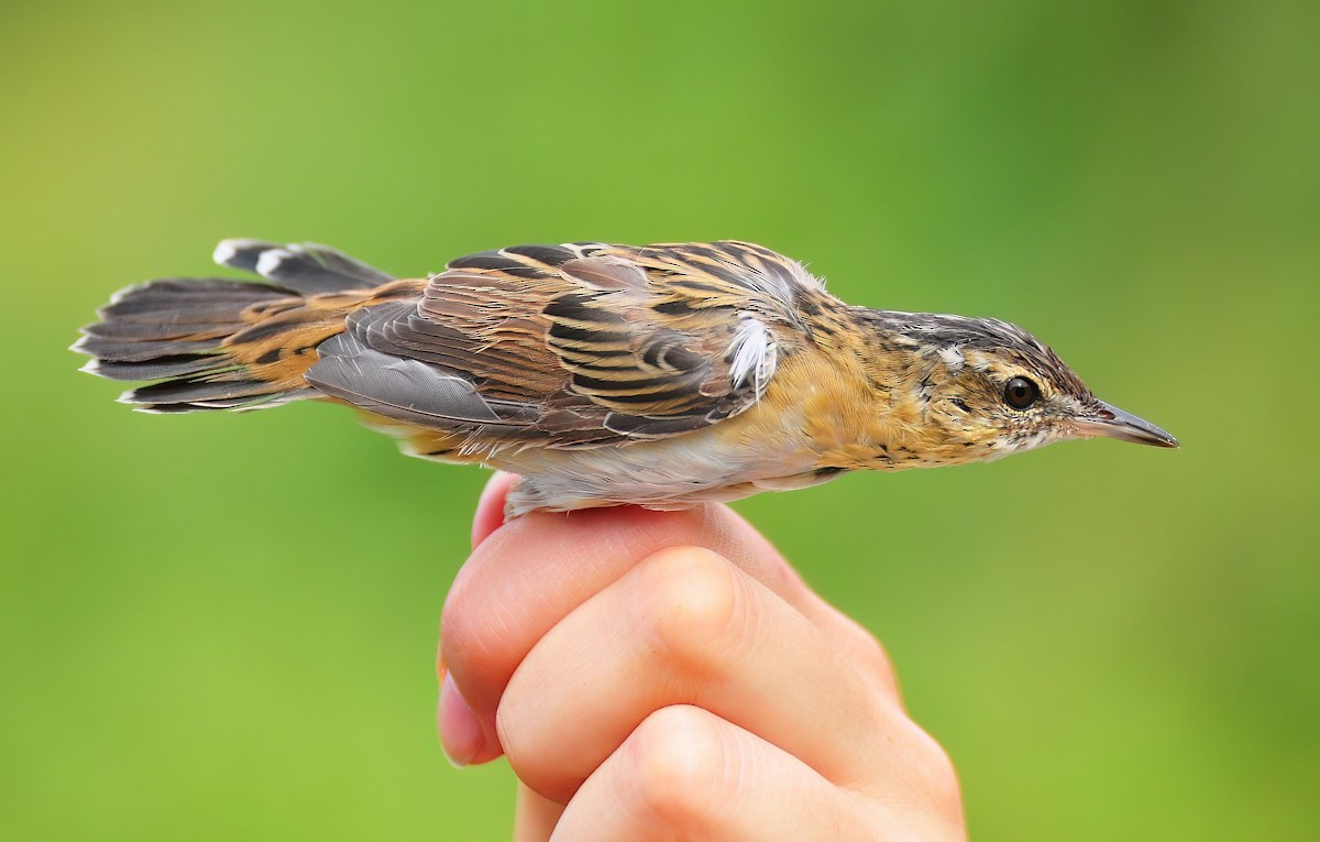 Pallas's Grasshopper Warbler - Martin Suanjak