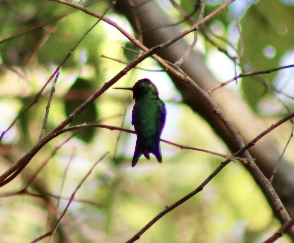 Red-billed Emerald - ML616002634