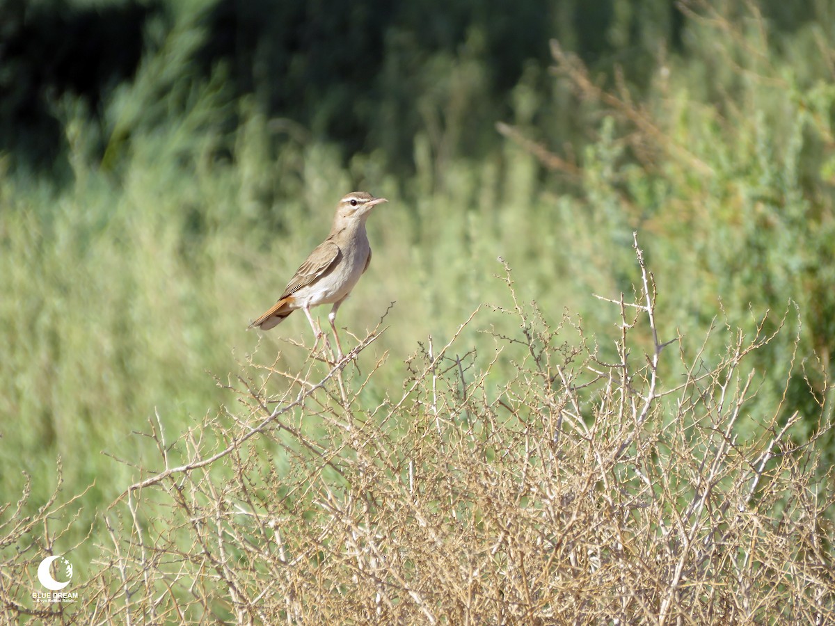 Rufous-tailed Scrub-Robin (Rufous-tailed) - ML616002672