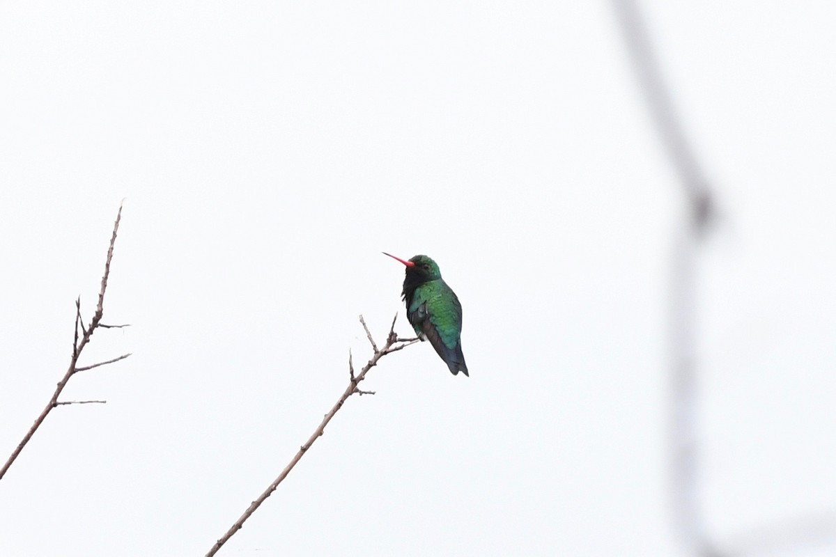 kolibřík lesklobřichý - ML616002683