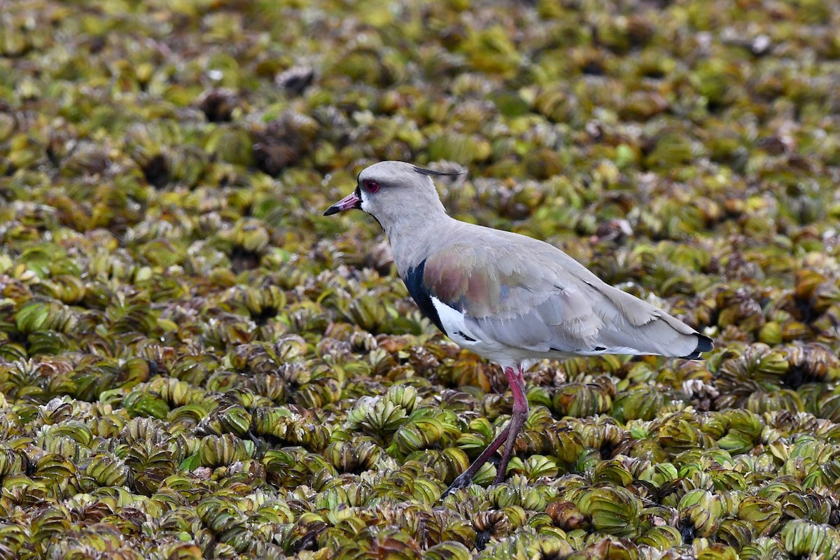 Southern Lapwing - ML616002720