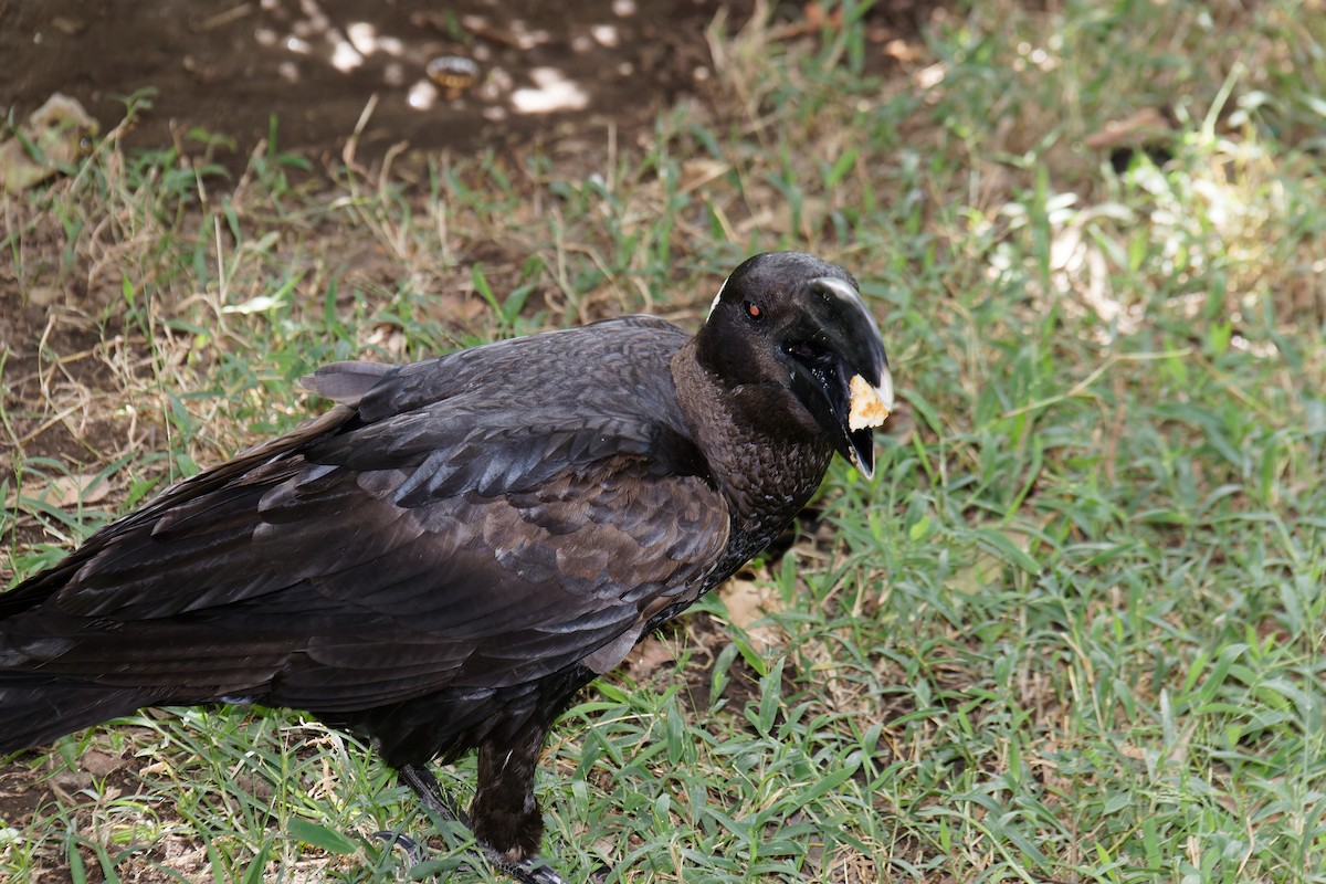 Thick-billed Raven - Rene Ritsema