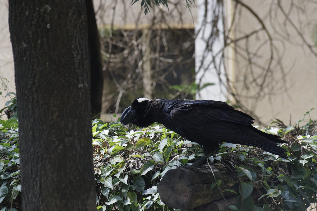 Thick-billed Raven - Rene Ritsema