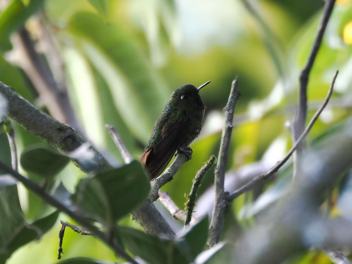 kolibřík dřišťálový (ssp. tyrianthina/quitensis) - ML616002756