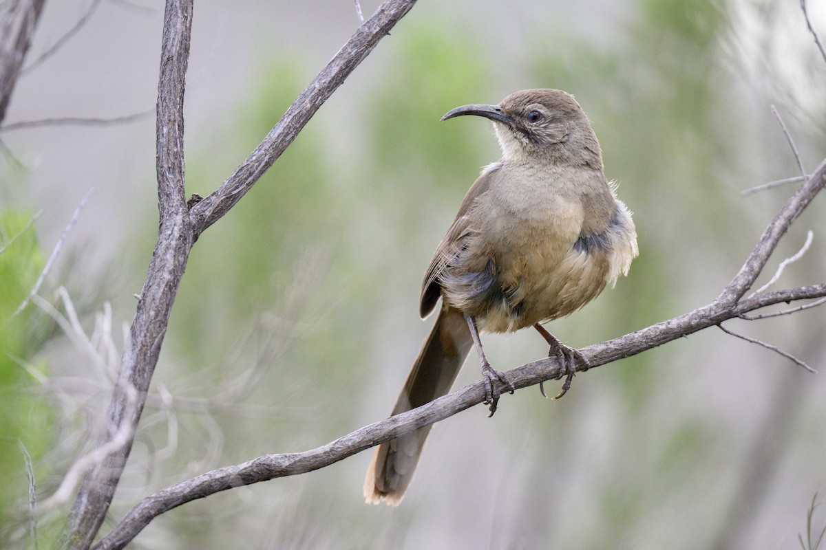 California Thrasher - ML616002760