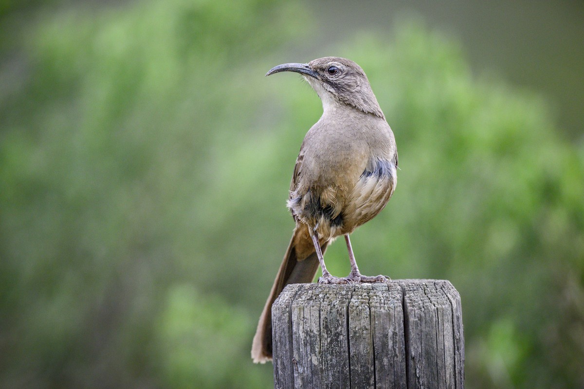 California Thrasher - ML616002761