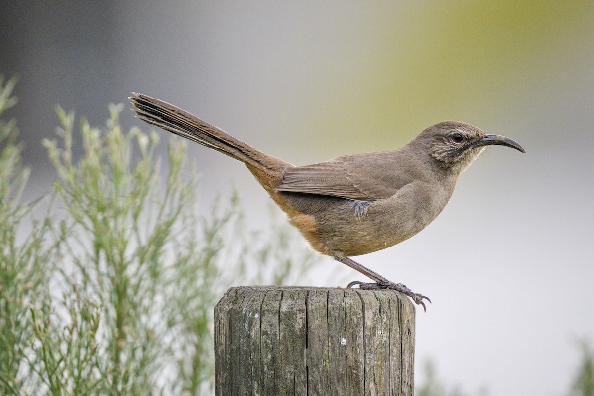 California Thrasher - ML616002762