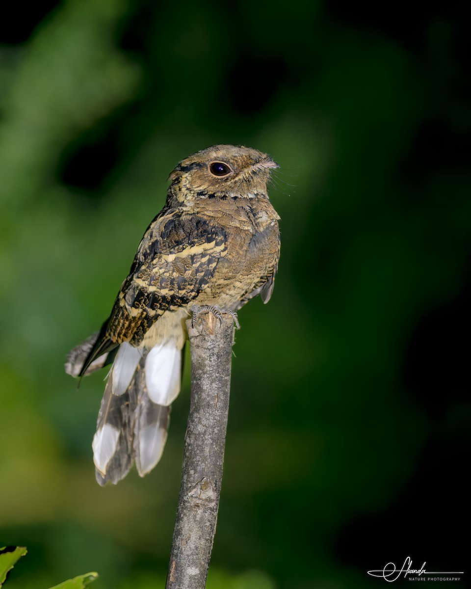 Jerdon's Nightjar - ML616002766