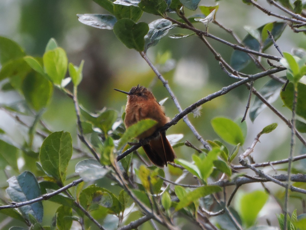 kolibřík duhovohřbetý - ML616002767