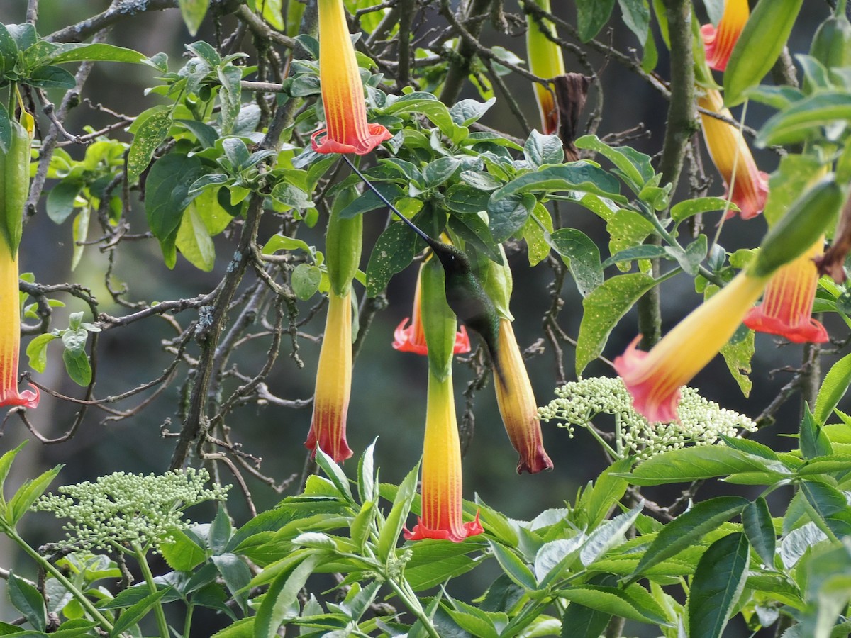 Colibrí Picoespada - ML616002770