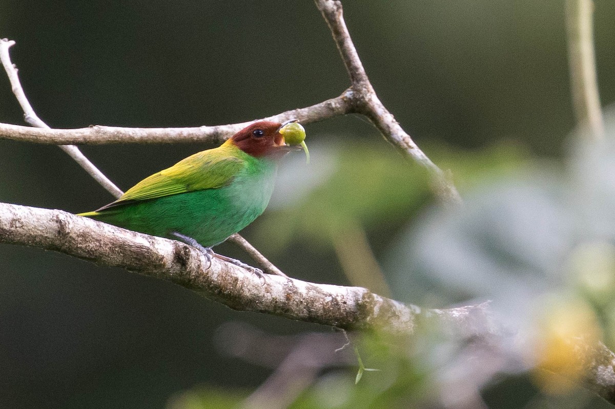 Bay-headed Tanager - ML616002822