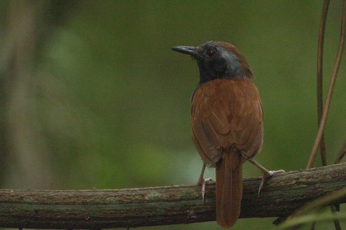 White-bellied Antbird - ML616002844