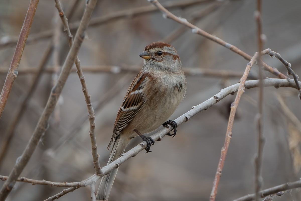 American Tree Sparrow - Myron Peterson