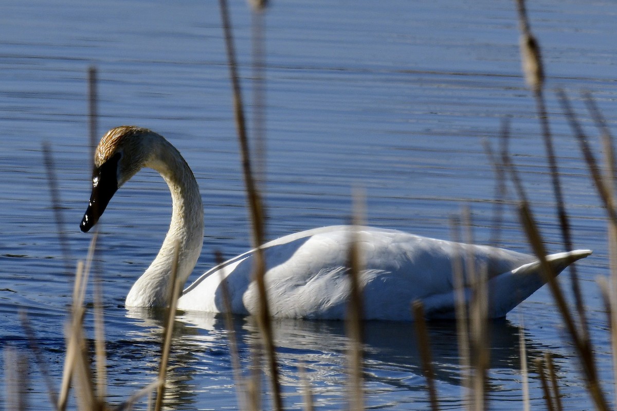 Trumpeter Swan - Ron Terpstra