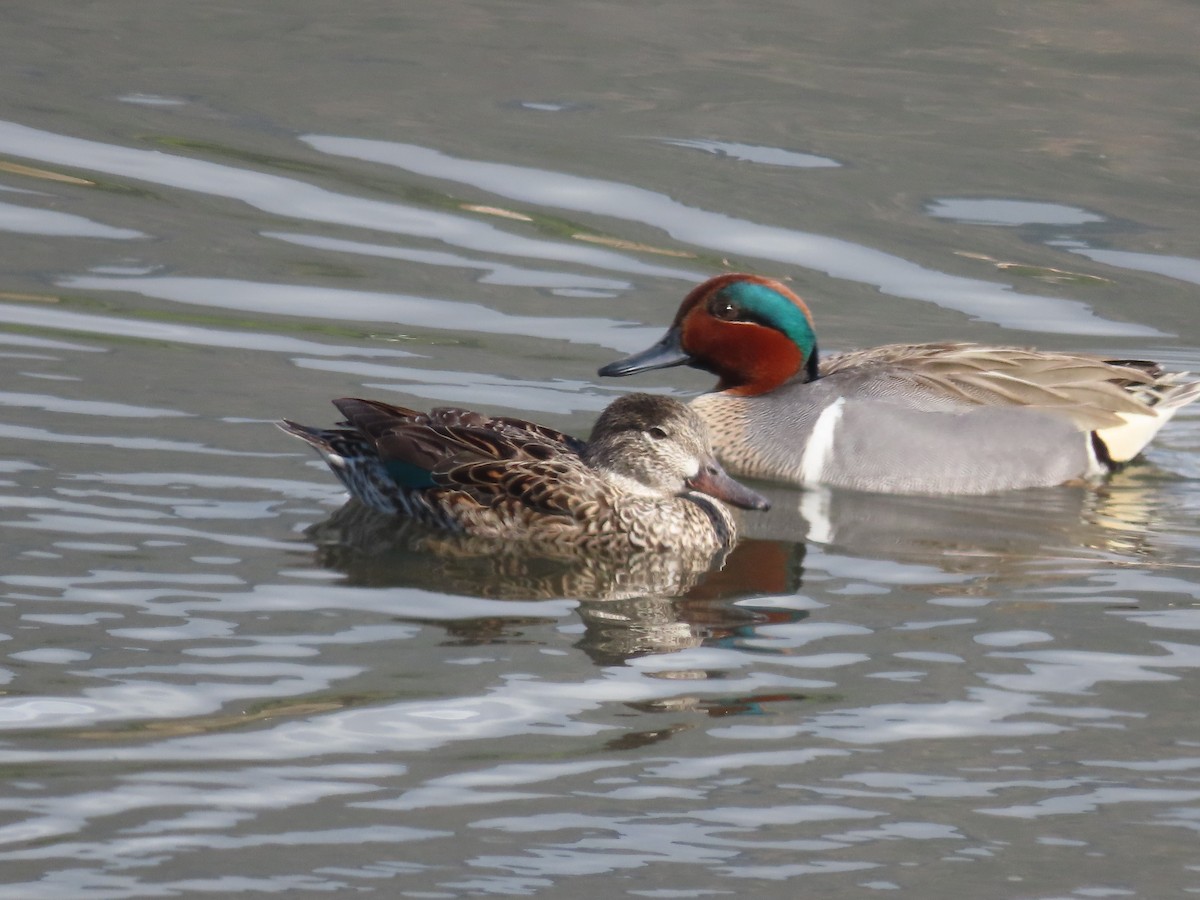 Green-winged Teal - ML616003115