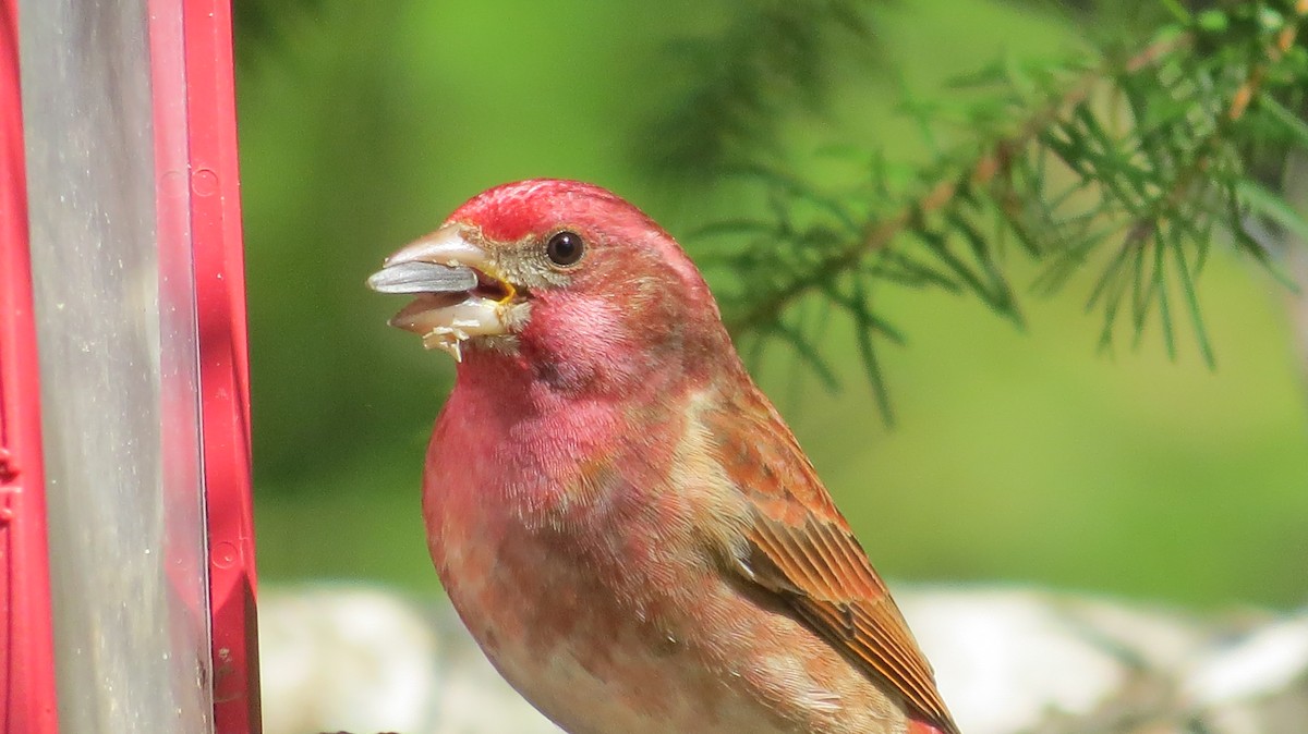 Purple Finch (Western) - Mike Curry