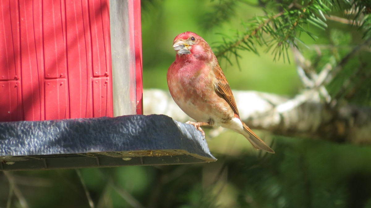 Purple Finch (Western) - ML616003141