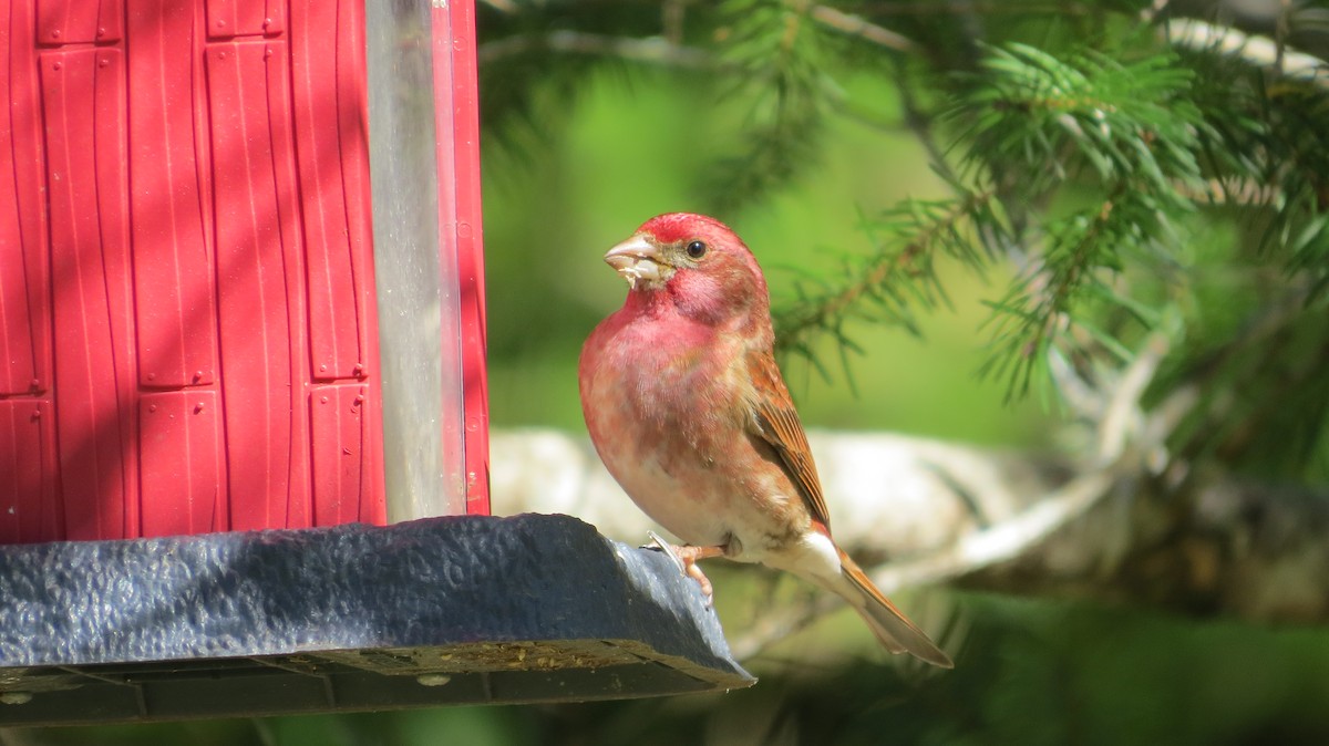 Roselin pourpré (californicus) - ML616003142