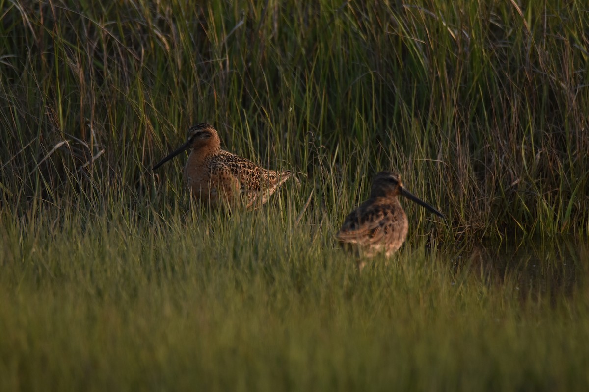 Short-billed Dowitcher - ML616003143