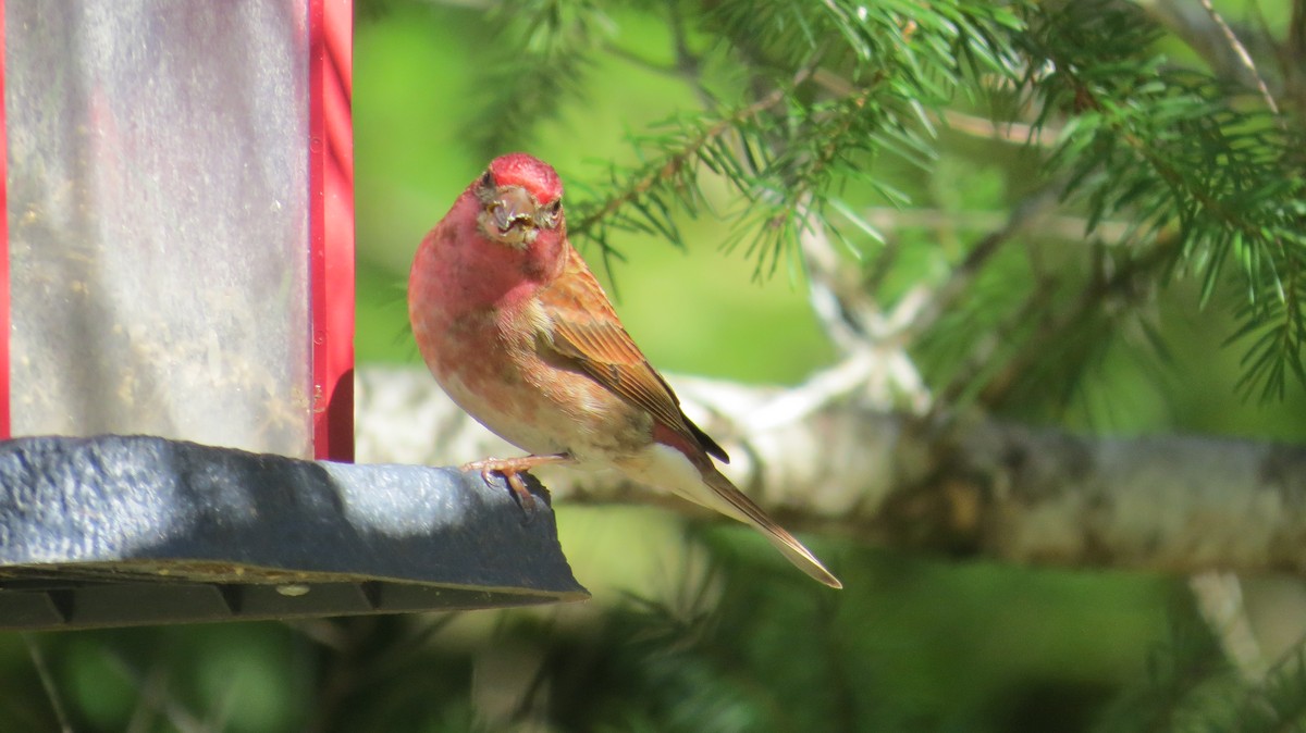 Roselin pourpré (californicus) - ML616003145