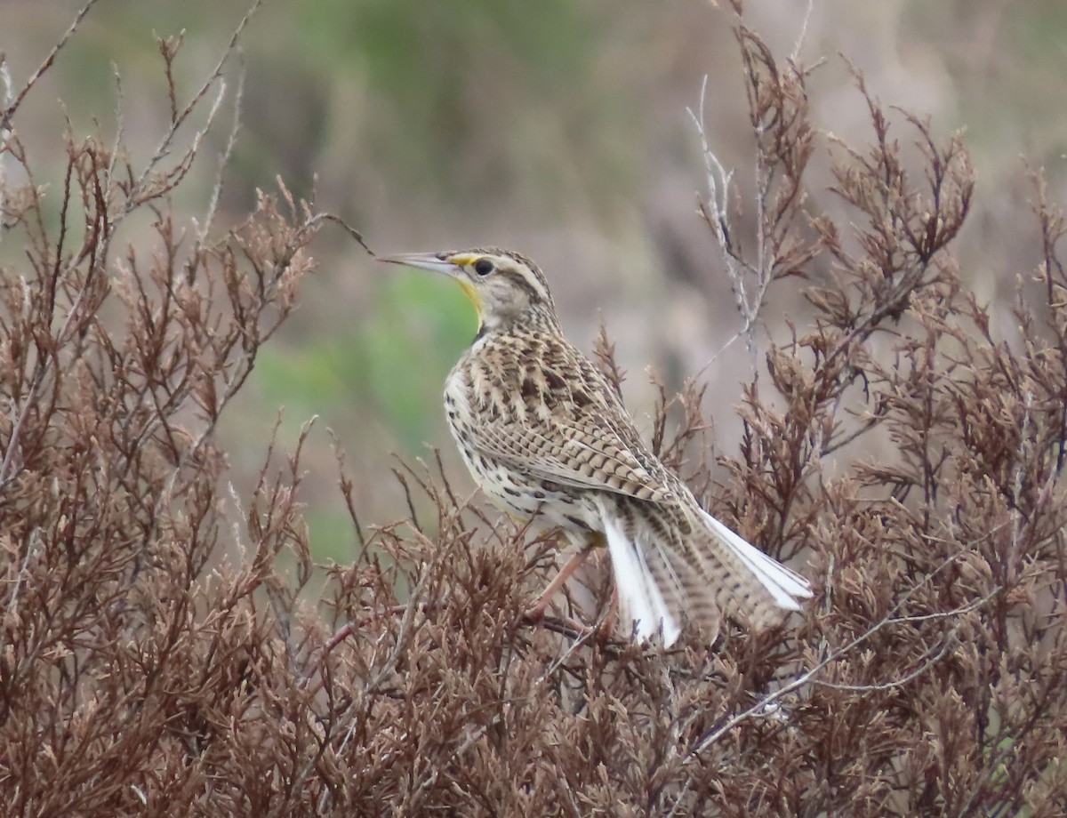 Western Meadowlark - ML616003146