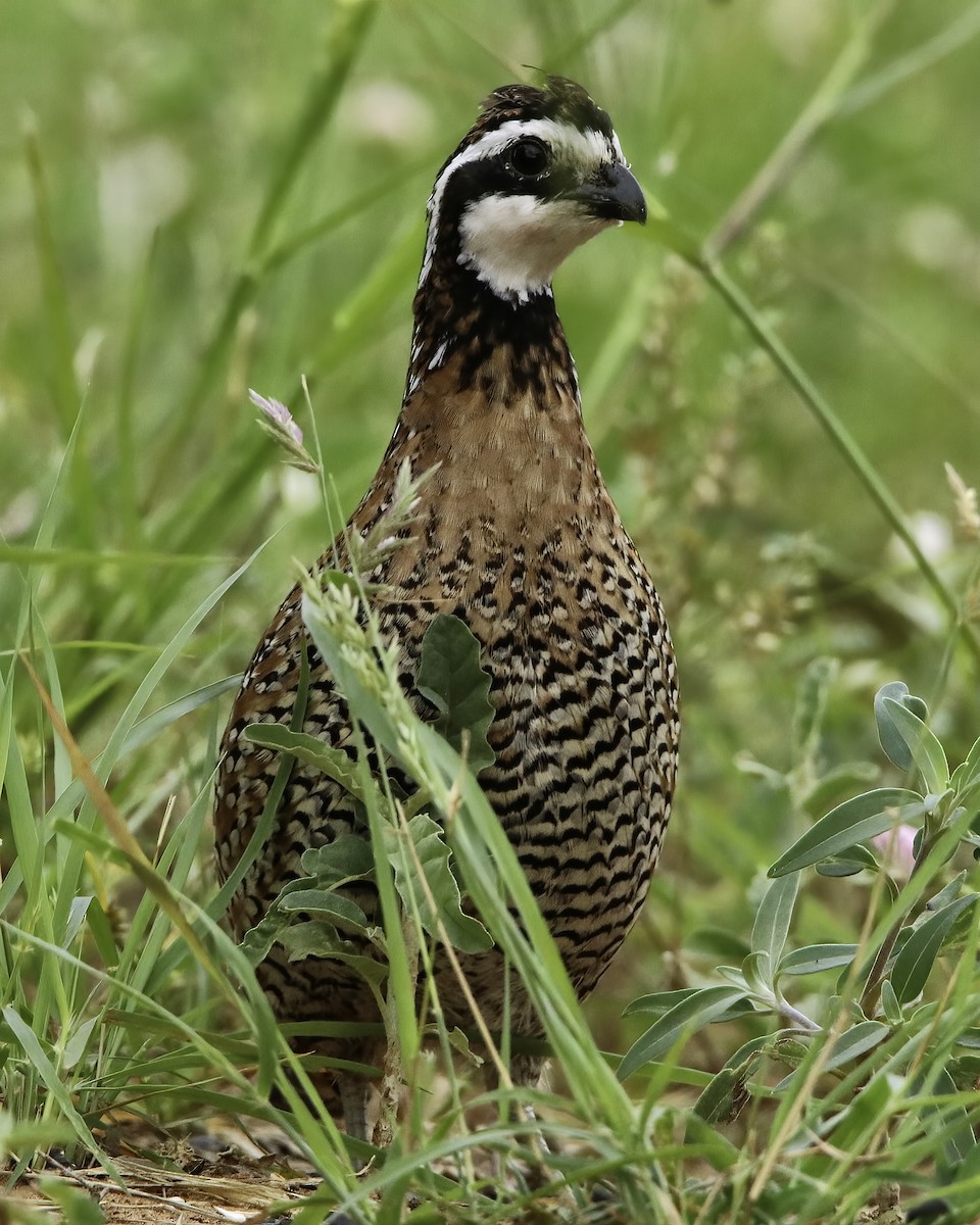 Northern Bobwhite - Mike Smith