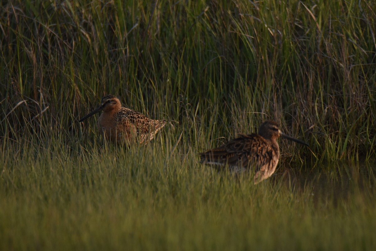 Short-billed Dowitcher - Rhiannon Thunell