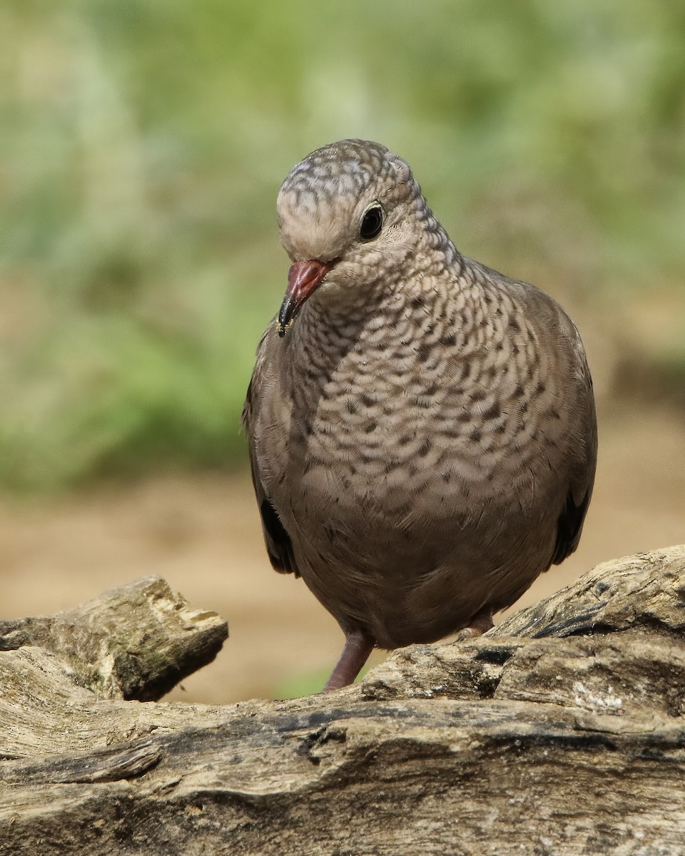 Common Ground Dove - Mike Smith