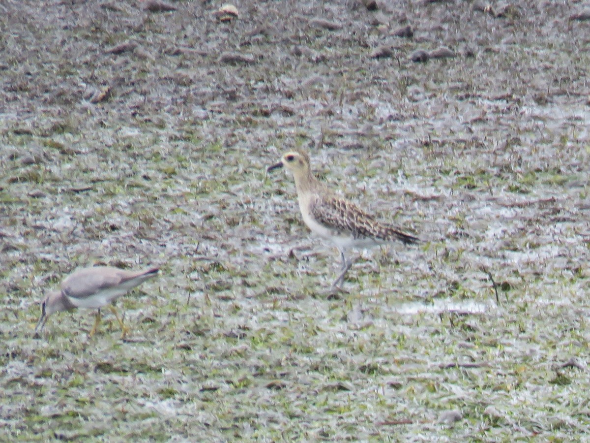 Gray-tailed Tattler - ML616003183