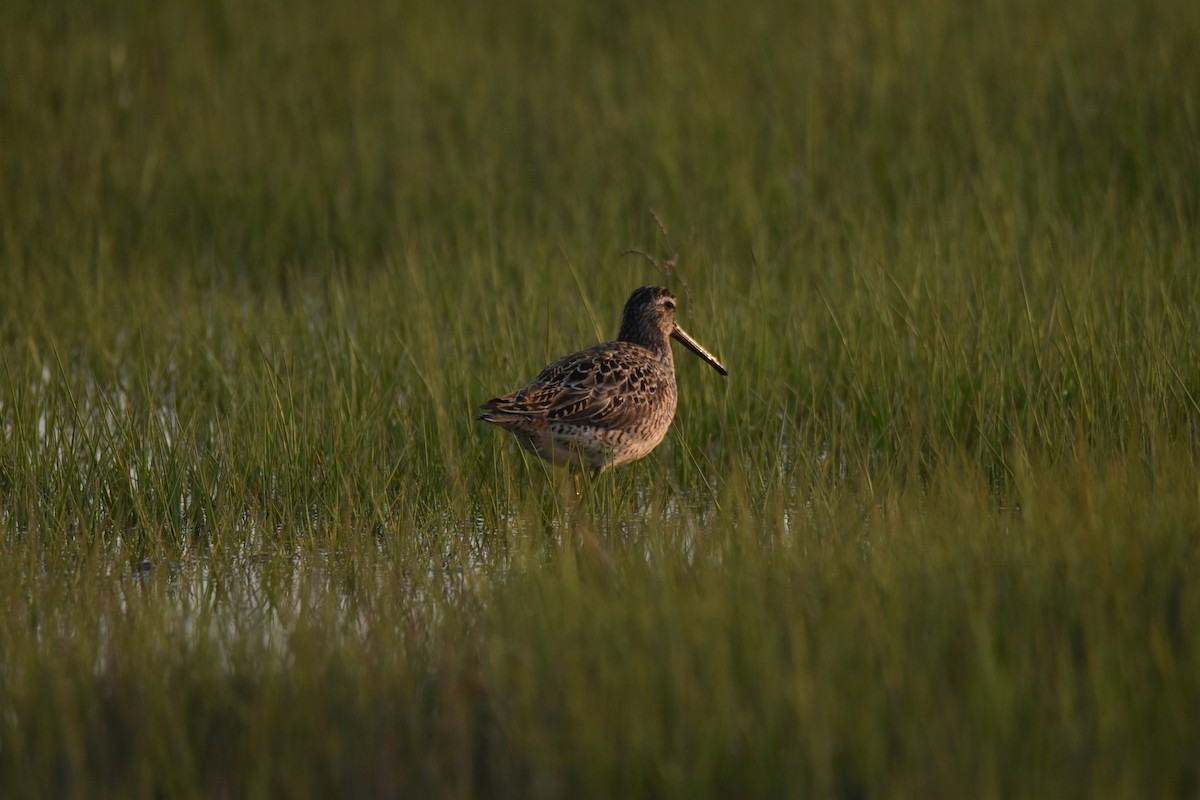 kortnebbekkasinsnipe - ML616003184