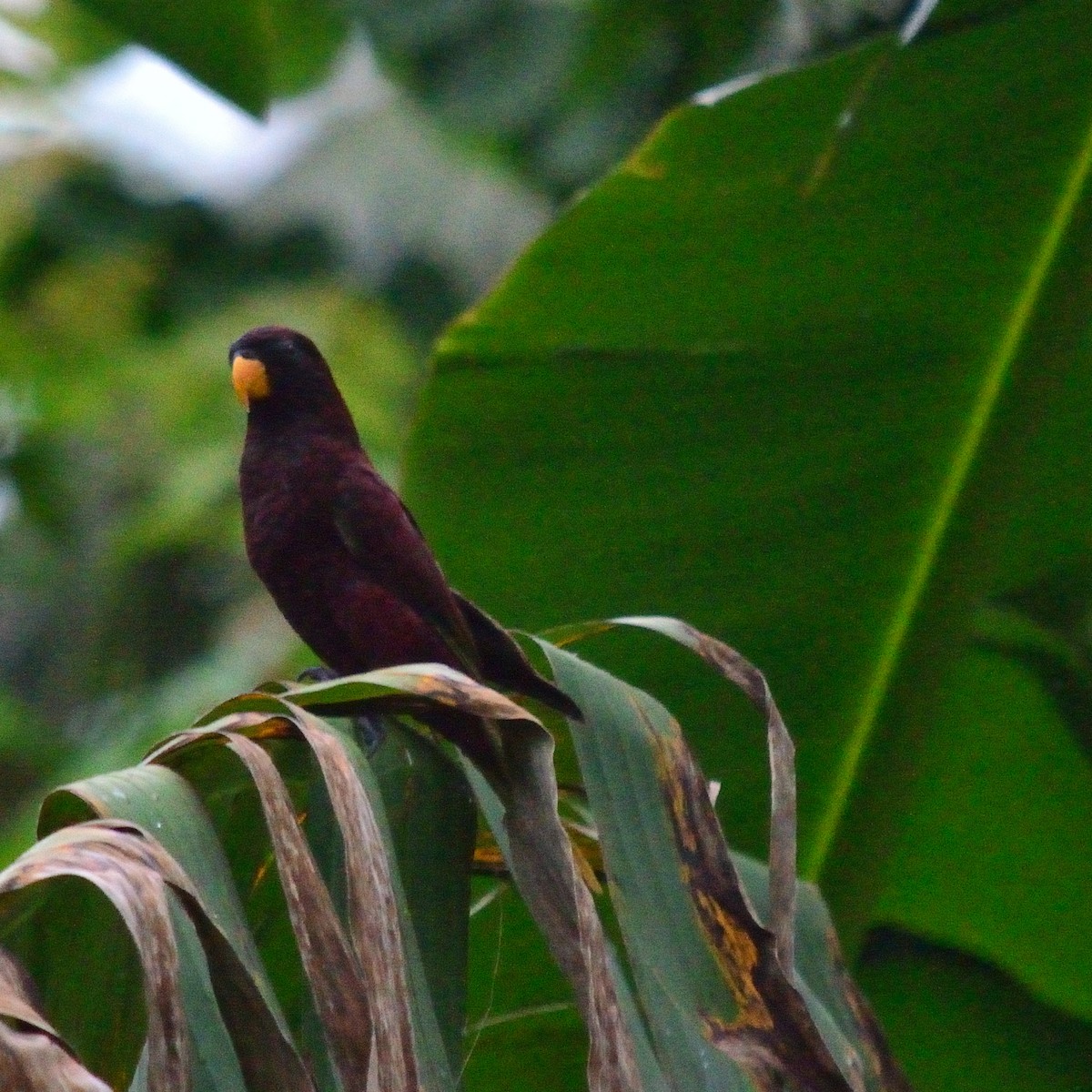 Pohnpei Loriketi - ML616003185