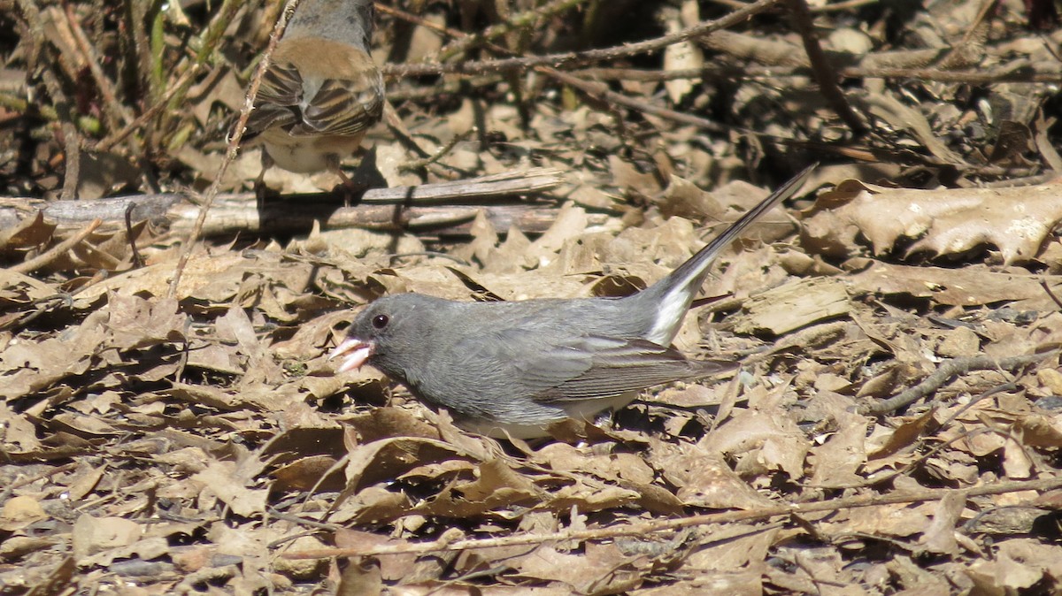 Dark-eyed Junco (Slate-colored/cismontanus) - ML616003189