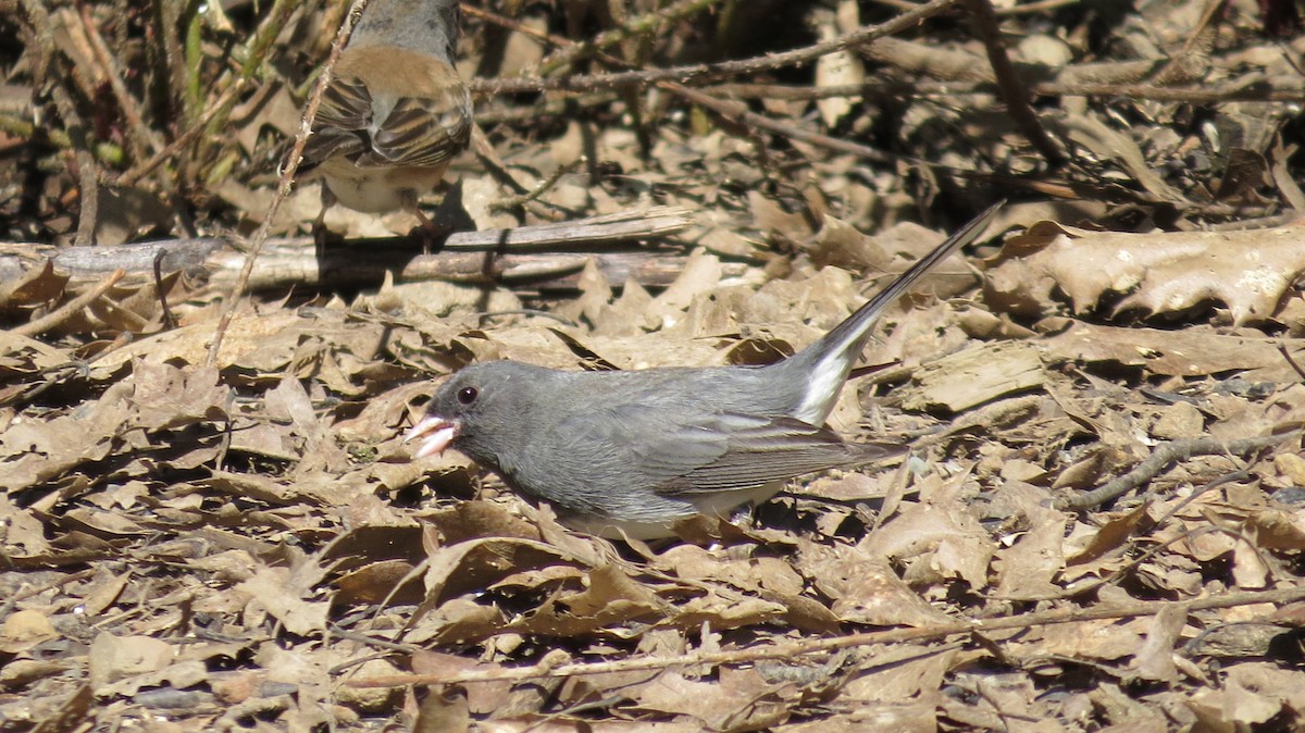 Junco ardoisé (hyemalis/carolinensis/cismontanus) - ML616003189