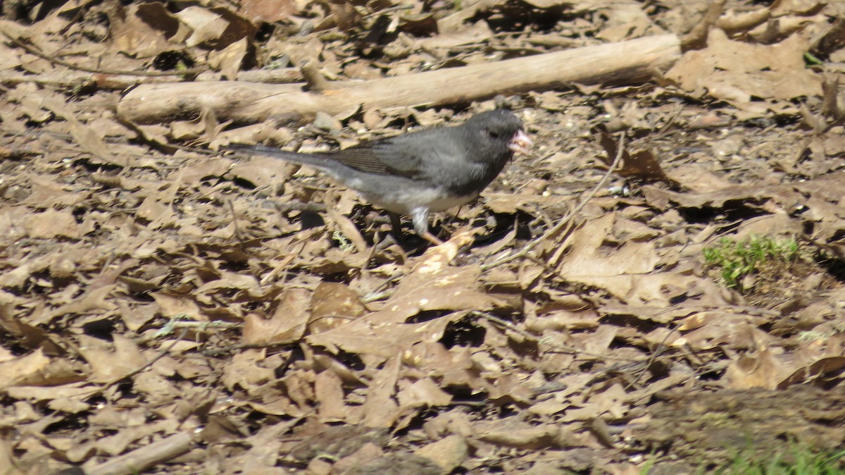 Dark-eyed Junco (Slate-colored/cismontanus) - ML616003190