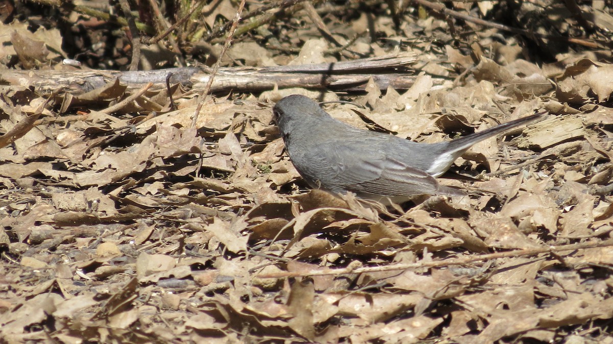Dark-eyed Junco (Slate-colored/cismontanus) - ML616003191