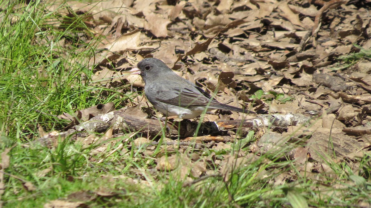 Dark-eyed Junco (Slate-colored/cismontanus) - ML616003192
