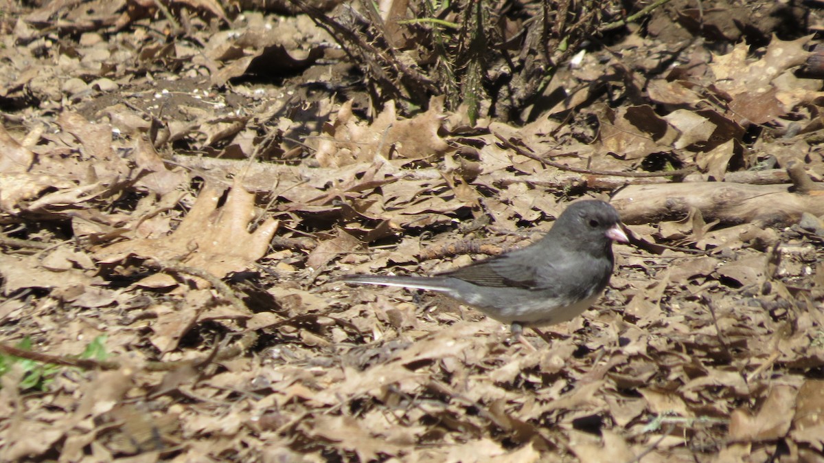 Dark-eyed Junco (Slate-colored/cismontanus) - ML616003193