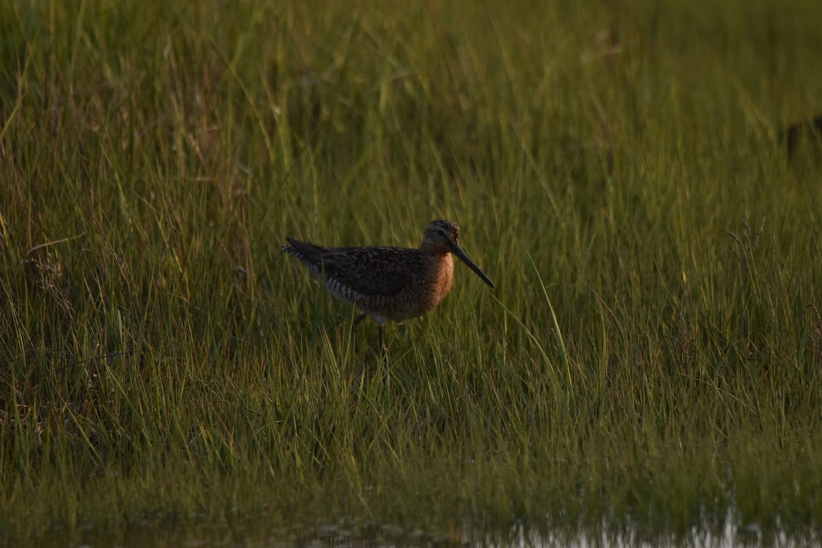 Short-billed Dowitcher - Rhiannon Thunell