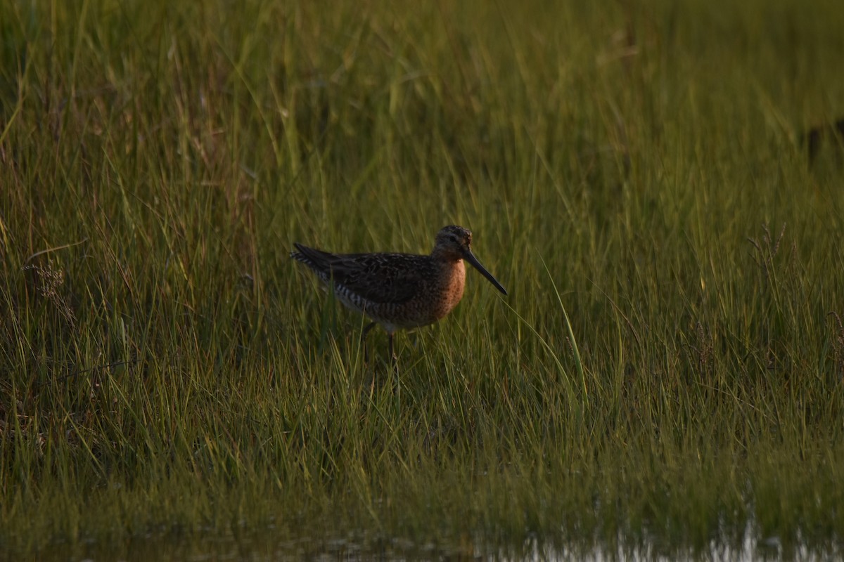 kortnebbekkasinsnipe - ML616003207