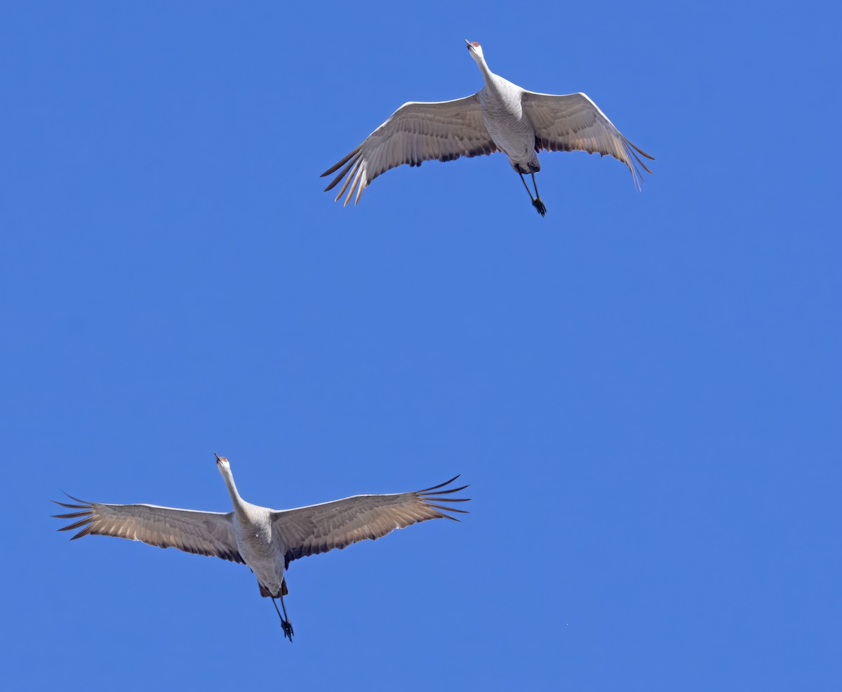 Sandhill Crane - ML616003231