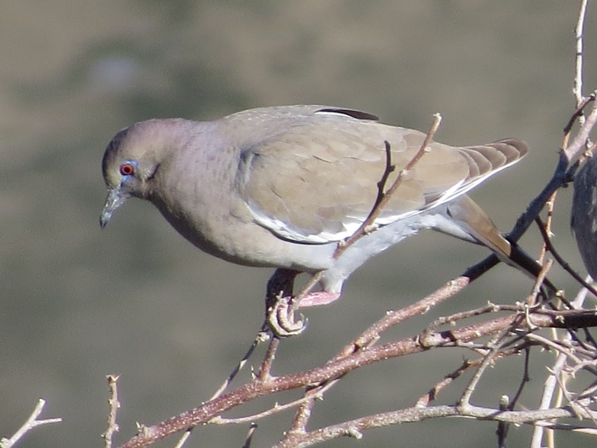 White-winged Dove - Marya Moosman